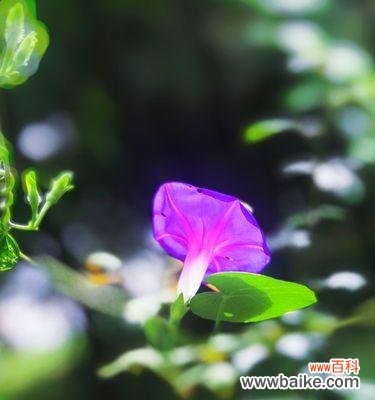 探寻牵牛花的寓意与象征 牵牛花