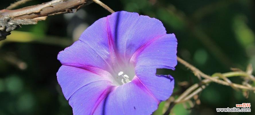 探寻牵牛花的寓意与象征 牵牛花