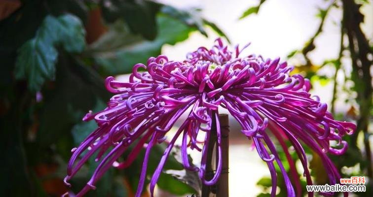 探寻开封市的市花 开封市的市花及其寓意