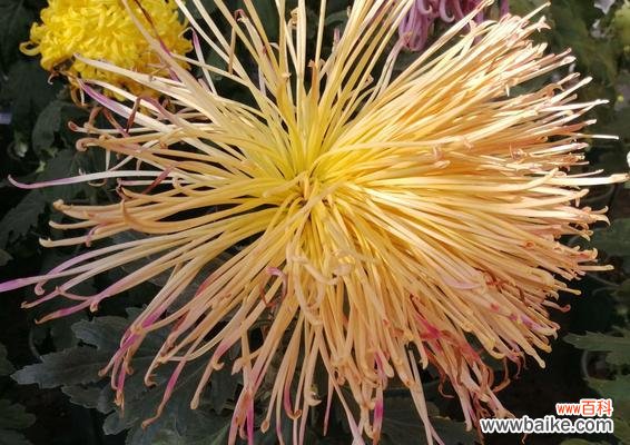 探寻开封市的市花 开封市的市花及其寓意