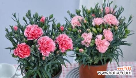 发掘康乃馨的风水之美 康乃馨的风水寓意和摆放位置