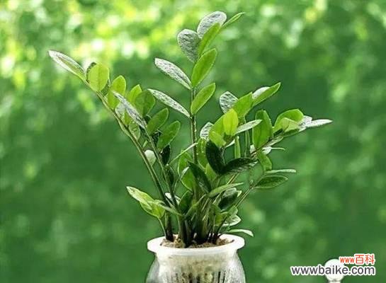 探寻康乃馨所代表的意义和风水影响 康乃馨的象征与风水之谜