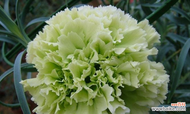 探寻康乃馨所代表的意义和风水影响 康乃馨的象征与风水之谜