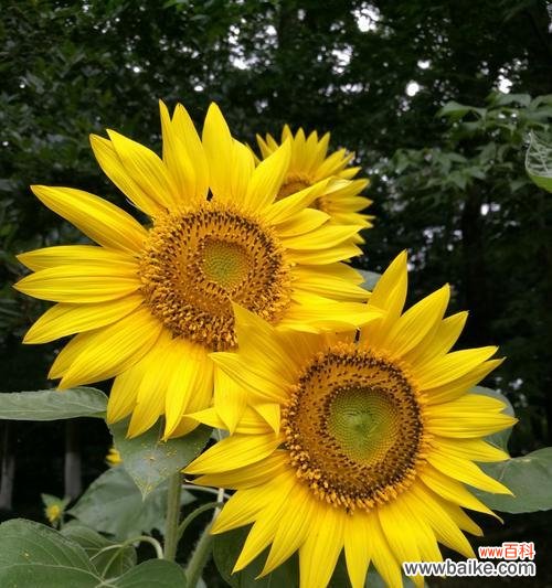 探索葵花的象征意义 葵花的意义及寓意