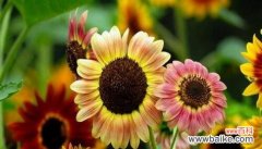 探索葵花的象征意义 葵花的意义及寓意