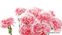 康乃馨的花语与象征 康乃馨的意义与寓意