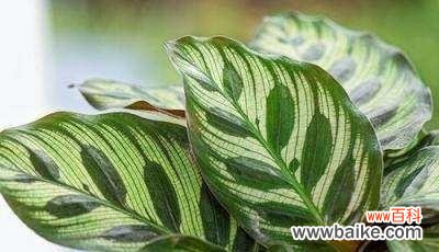 一朵绽放的奇迹 孔雀竹芋开花