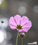 格桑花的寓意与的风土人情 格桑花