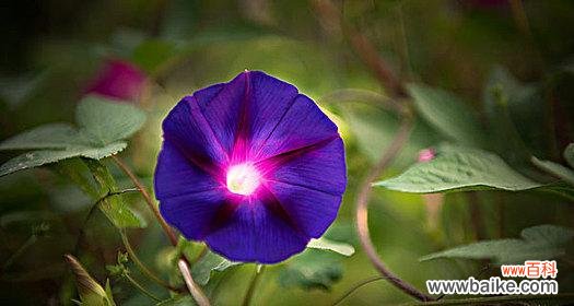 探寻喇叭花的意义与象征 喇叭花的寓意与象征