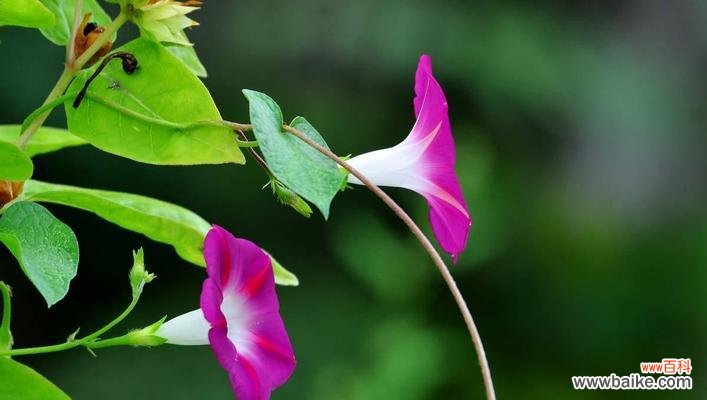 探寻喇叭花的意义与象征 喇叭花的寓意与象征