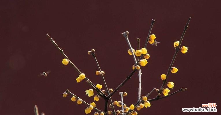 揭示红色腊梅的寓意与风水之道 红色腊梅
