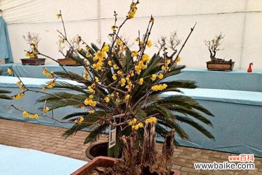 揭示红色腊梅的寓意与风水之道 红色腊梅