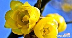 传递温暖与坚韧的花语与意义 腊梅花的花语及代表意义