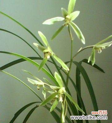 探寻兰花草的隐藏寓意和文化内涵 兰花草的象征意义与意思