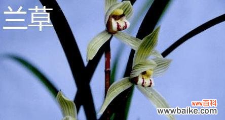 探寻兰花草的隐藏寓意和文化内涵 兰花草的象征意义与意思