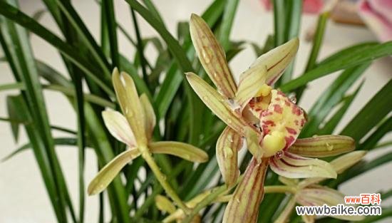 探寻兰花草的隐藏寓意和文化内涵 兰花草的象征意义与意思