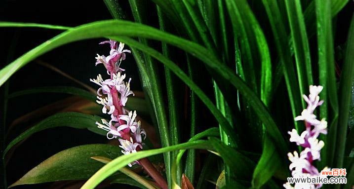 探寻兰花草盛放的奥秘 兰花草开花的时间与寓意