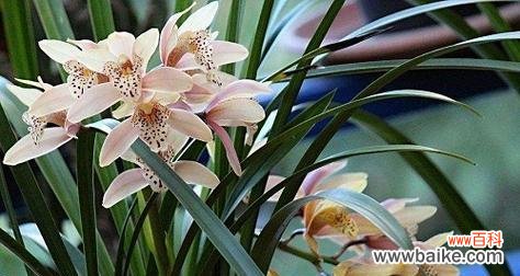 探寻兰花草盛放的奥秘 兰花草开花的时间与寓意