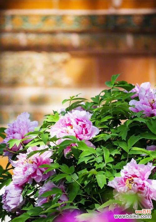 故宫花卉有哪些文化意义?它们的寓意是什么?