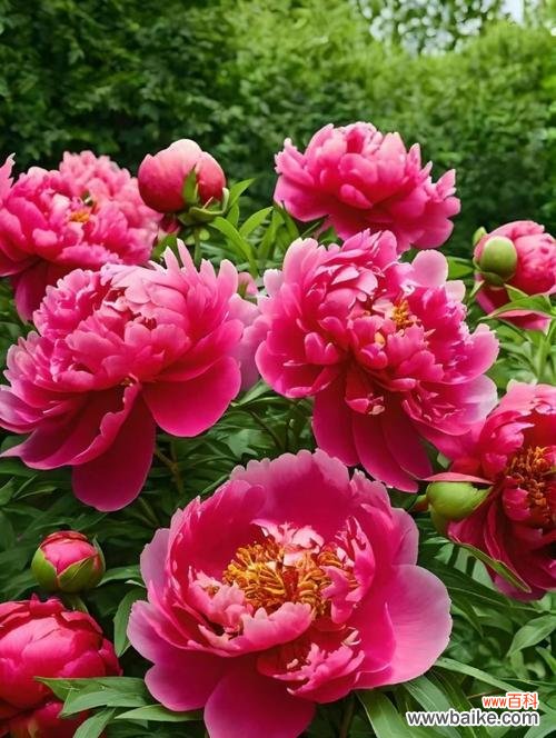 红富贵花象征着什么?