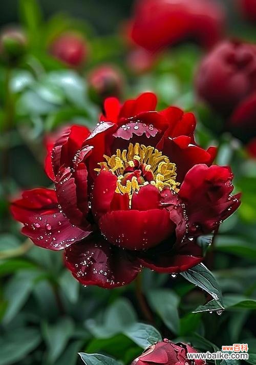 红富贵花象征着什么?