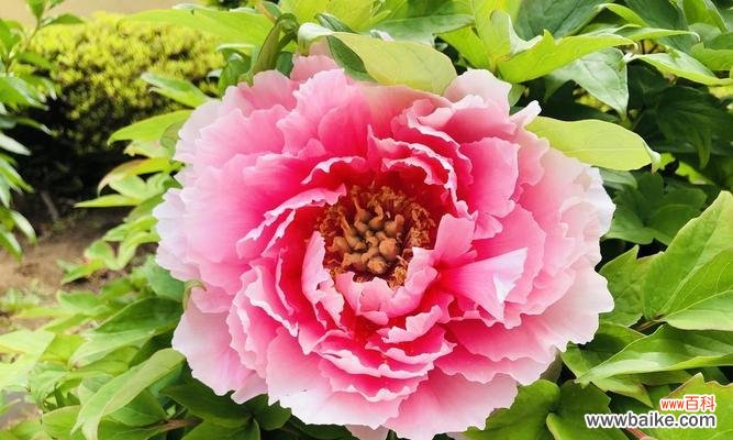 红富贵花象征着什么?