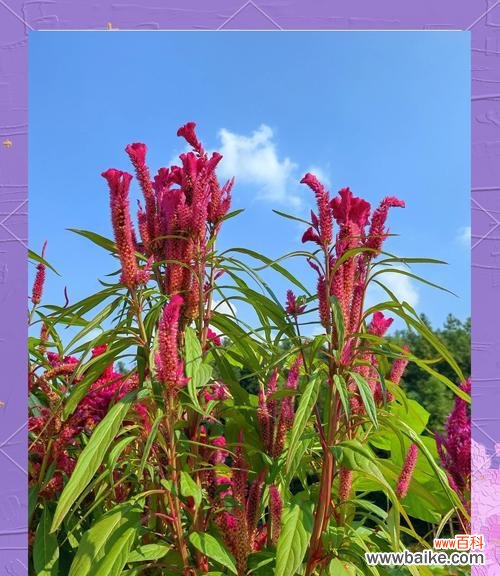 哪种花象征着回忆与爱情的永久？