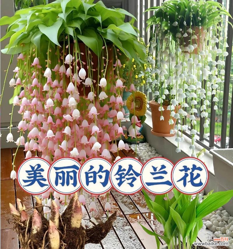 哪种花象征着回忆与爱情的永久？