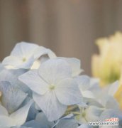 不同颜色的花各代表什么？花的颜色含义有哪些？