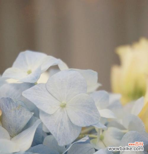 不同颜色的花各代表什么？花的颜色含义有哪些？