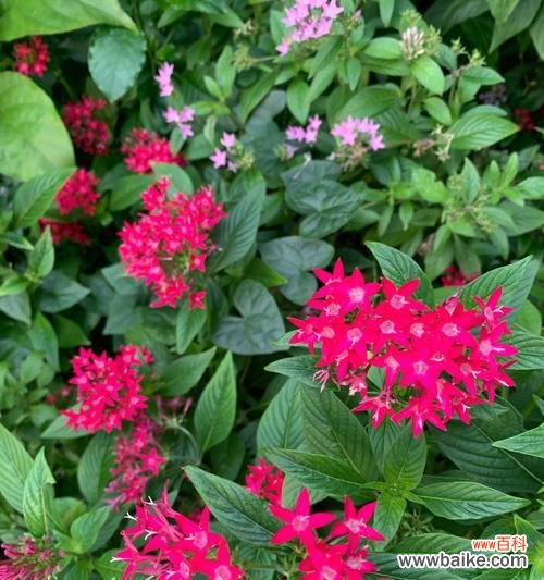 不同颜色的花各代表什么？花的颜色含义有哪些？