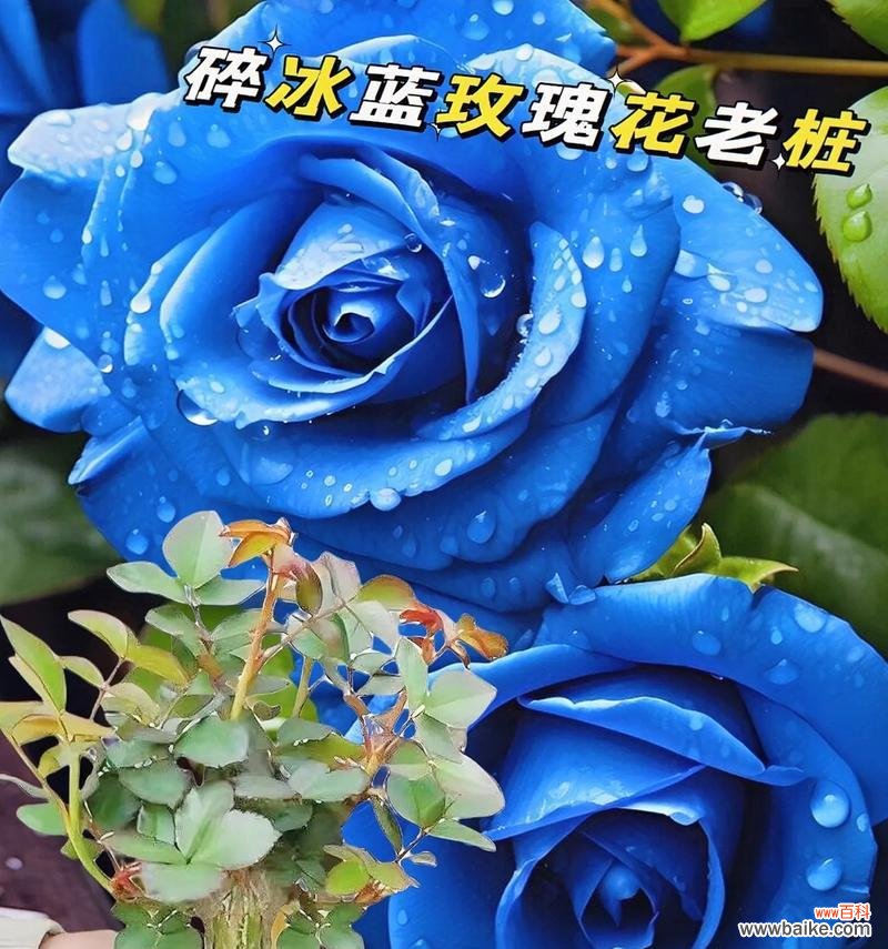 蓝色玫瑰代表什么?一束蓝色玫瑰花的寓意是什么?