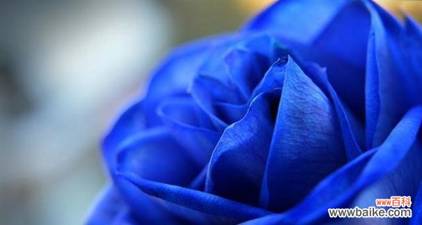 蓝色玫瑰代表什么?一束蓝色玫瑰花的寓意是什么?