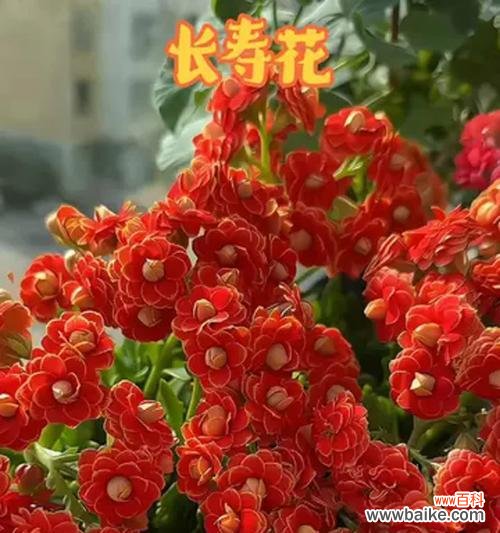 手折的吉祥花有哪些寓意?