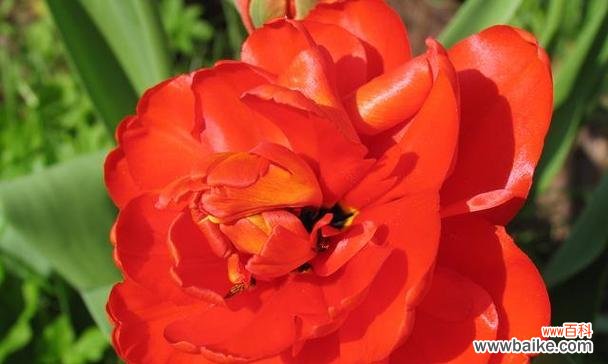 手折的吉祥花有哪些寓意?