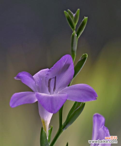 蕴涵爱情寓意的花有哪些？它们的花语是什么？