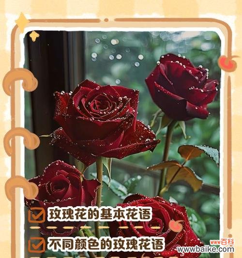 蕴涵爱情寓意的花有哪些？它们的花语是什么？
