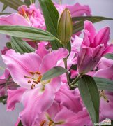 粉色百合花的寓意是什么？粉色百合花象征着什么？