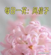 如何用花语表达幸福？有哪些花可以传递幸福的信息？