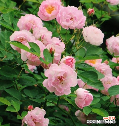 解析蔷薇花的象征意义 蔷薇之美