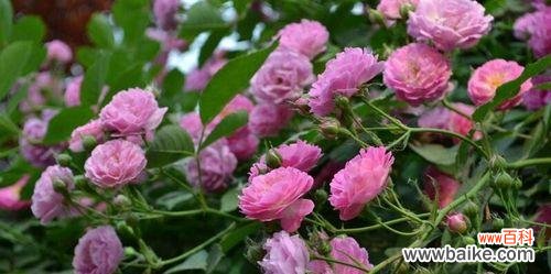 解析蔷薇花的象征意义 蔷薇之美