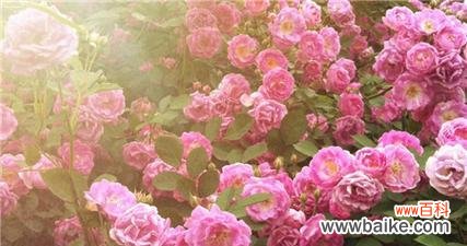 传递永恒的情感 蔷薇花的寓意与象征——爱与美的化身