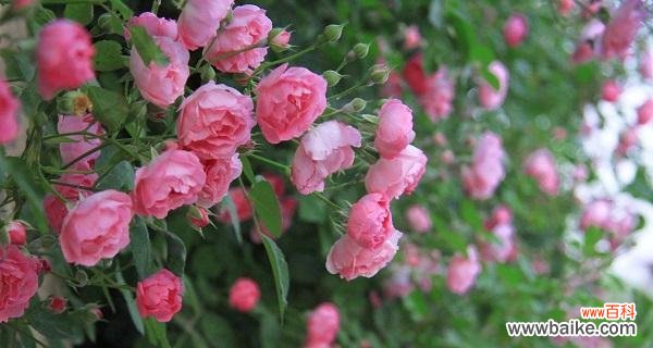 传递永恒的情感 蔷薇花的寓意与象征——爱与美的化身