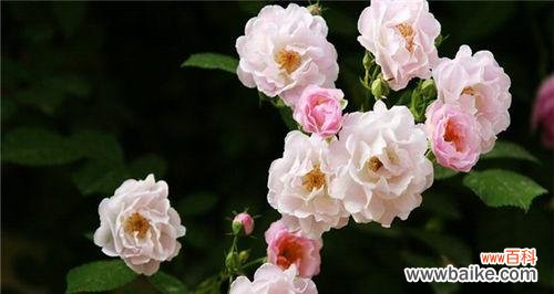 美丽繁盛的蔷薇花与爱情 蔷薇花的寓意与象征