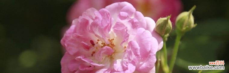 美丽繁盛的蔷薇花与爱情 蔷薇花的寓意与象征