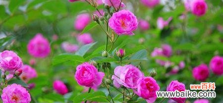 深入探索蔷薇花的花语 蔷薇花的花语与意义