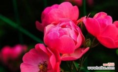 探究蔷薇花的象征意义及文化传承 蔷薇花的花语与寓意