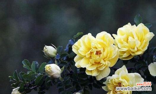 传递圣诞祝福的深红蔷薇花花语 圣诞蔷薇花