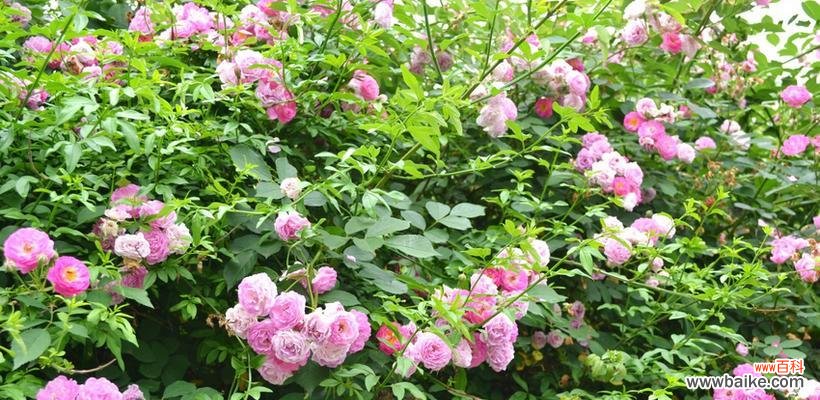 探秘蔷薇花的花语之谜 蔷薇花的美丽与寓意