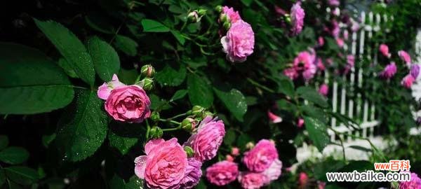 探秘蔷薇花的花语之谜 蔷薇花的美丽与寓意